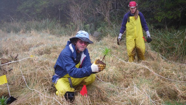 FOLLOWING IN THE BOTANISTS’ FOOTSTEPS: BOTANY OF HALEAKALĀ NATIONAL PARK