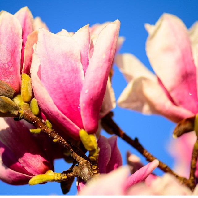 Close-up of pink magnolia blossoms.