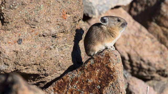A pika perched on a rock in a boulder field.