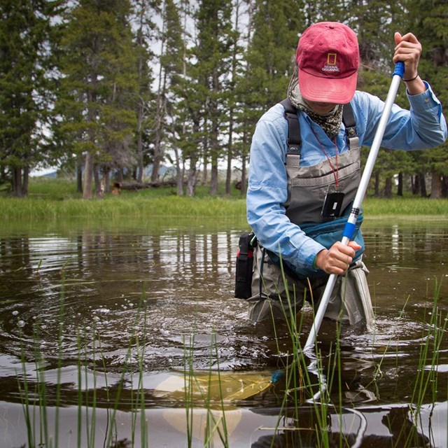 Biologist in a shallow lake netting aquatic insects