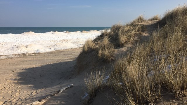 Shelf ice along a sandy beach with a dune cliff covered in marram grass in the foreground