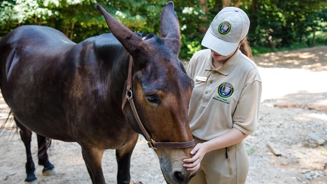 A volunteer stands next to a mule.