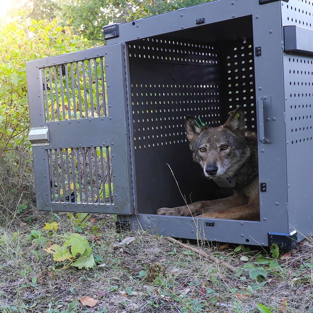 A gray wolf sits in a crate while being relocated to Isle Royale. 