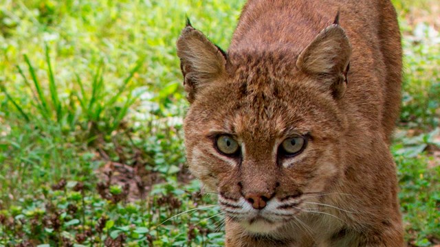 A bobcat stalks along a grassy meadow