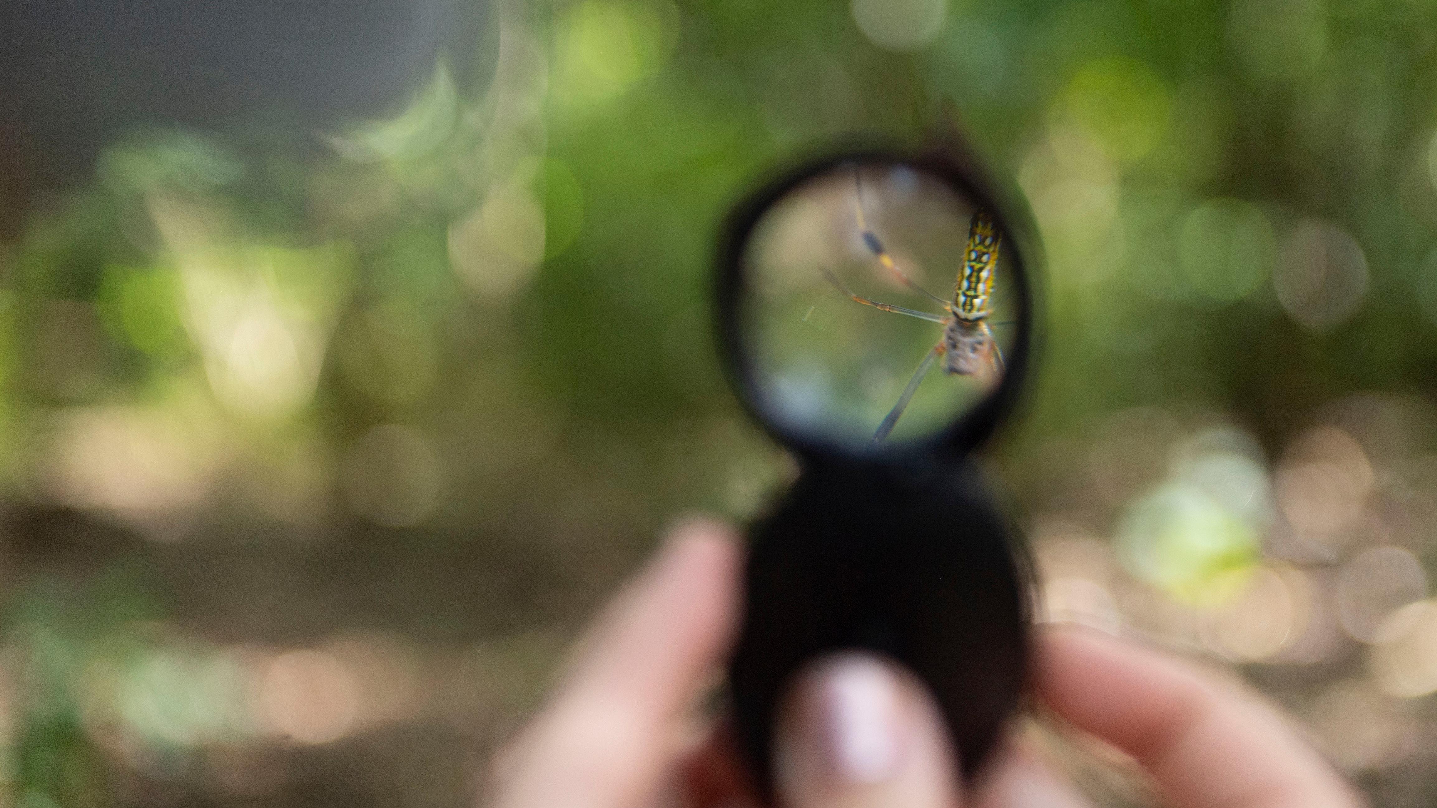 a spider hanging from a branch shown through a magnifying glass