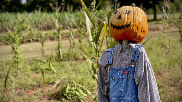 Archie the pumpkin person in a cornfield at the boyhood farm. 