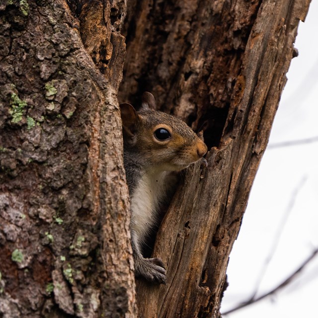 A squirrel looks out of a hole in a tree.