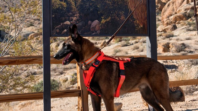 A large brown dog wears a red harness