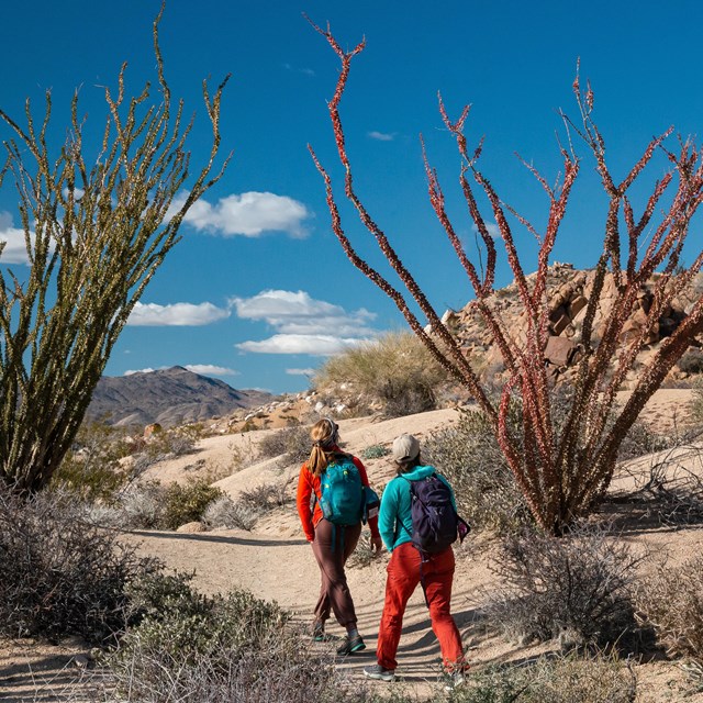 Two hikers walk along a well-defined trail through desert landscapes of ocotillos, boulder fields, a