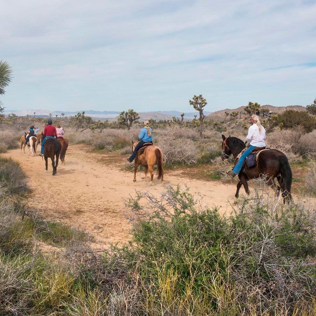 A number of people riding horses on a dirt trail.