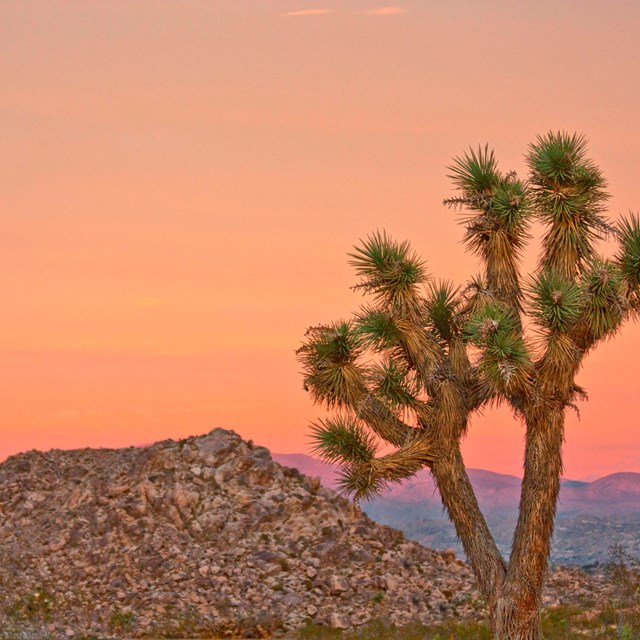 a sunset with a Joshua tree and rocky mountains 