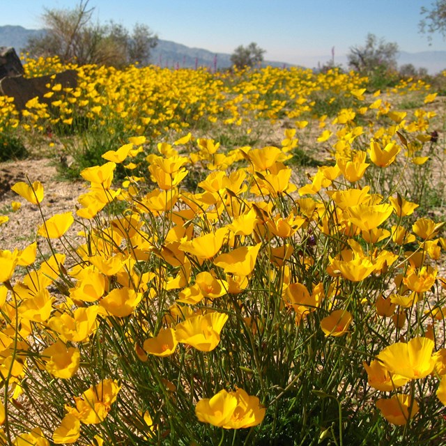 a colorful cluster of yellowish-orange wildflowers 