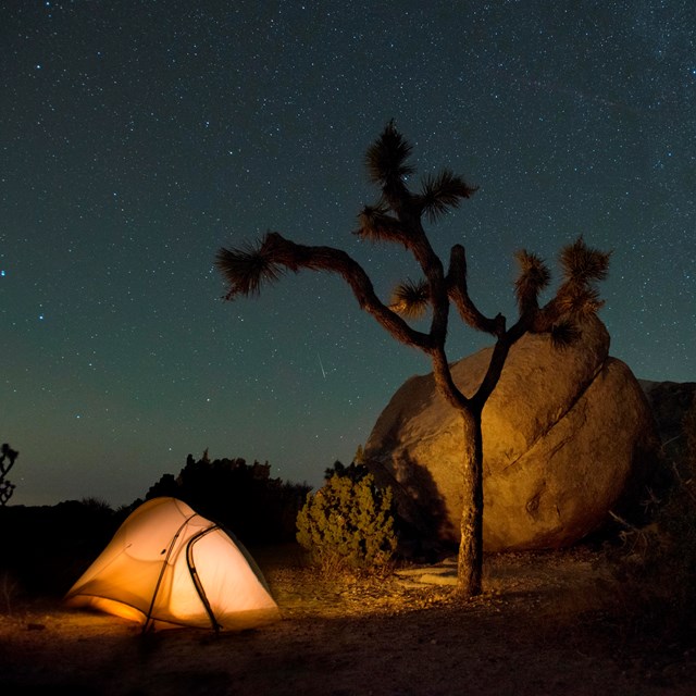 an illuminated tent, a joshua tree, boulders under a night sky