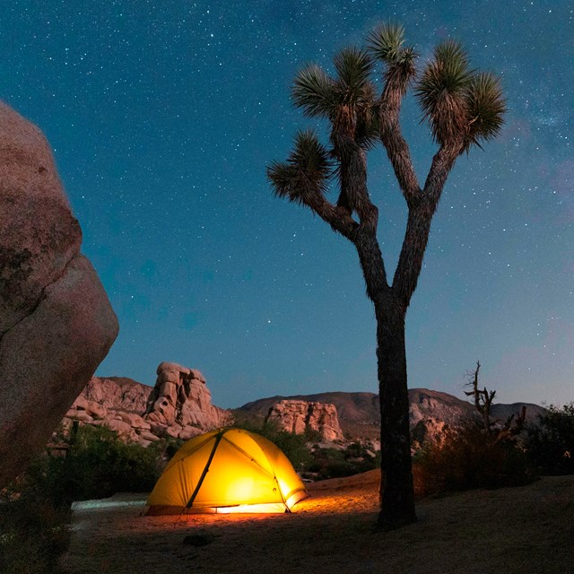 a tent and Joshua tree in a campsite under the stars. 