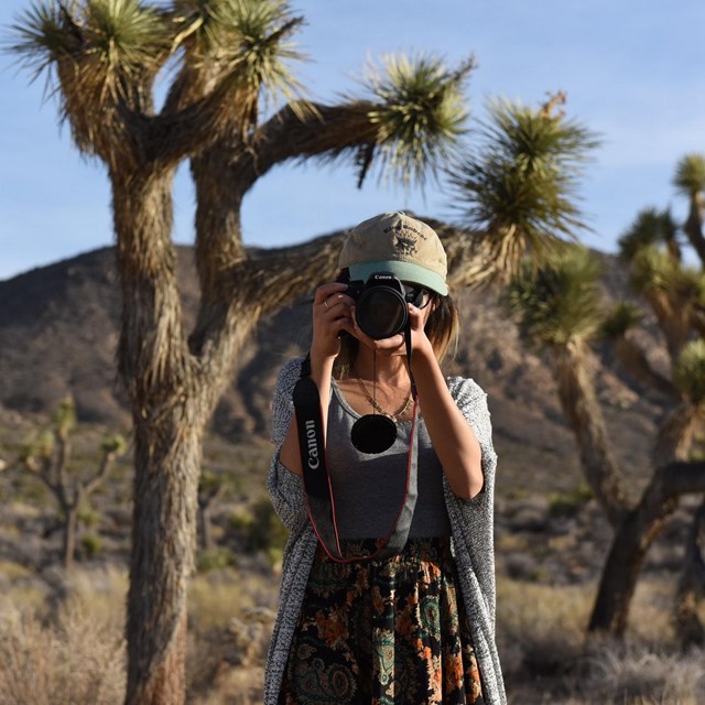 Person taking a picture with Joshua trees in the background