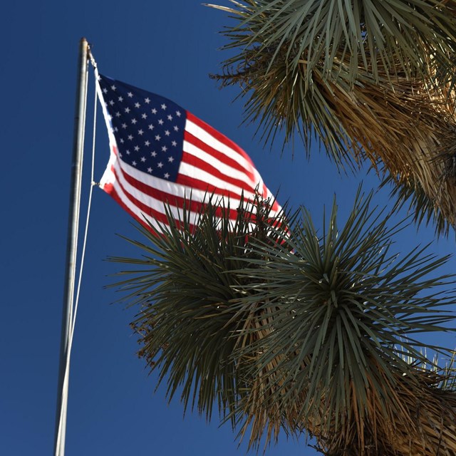 American flag flying behind a Joshua tree