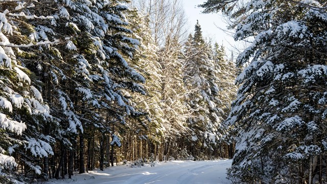 A snowy road leads into a forest of snow-covered evergreen trees. 