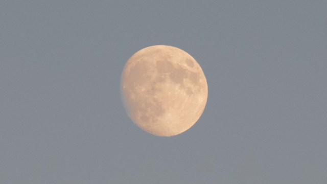 A full moon hangs above evergreen trees in a light blue sky. 