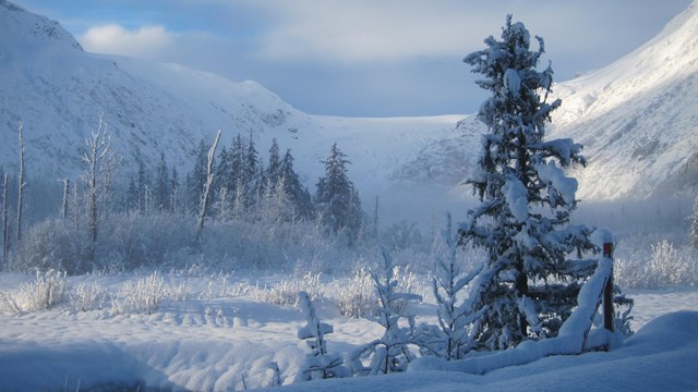 Trees and mountains covered in snow.