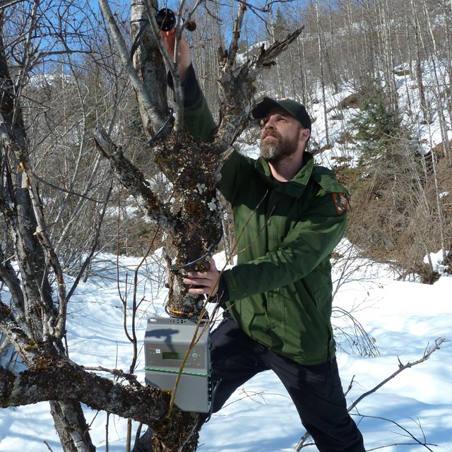 A park scientist reaches up in a tree, installing a piece of equipment.