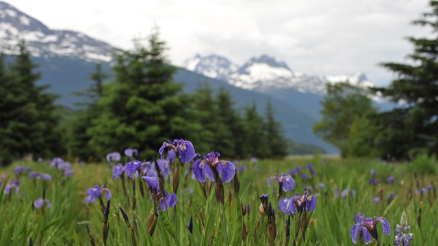 Irises in a meadow