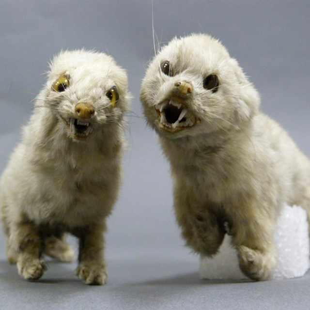 two small white weasels snarl at the camera