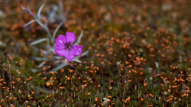 dwarf fireweed with Red moss spores