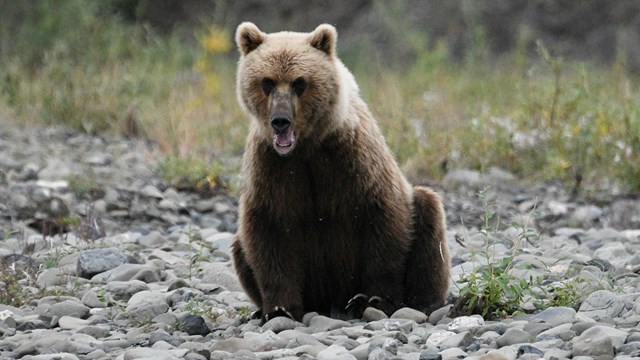 a large grizzly bear stands in the grass showing his teeth to the camera