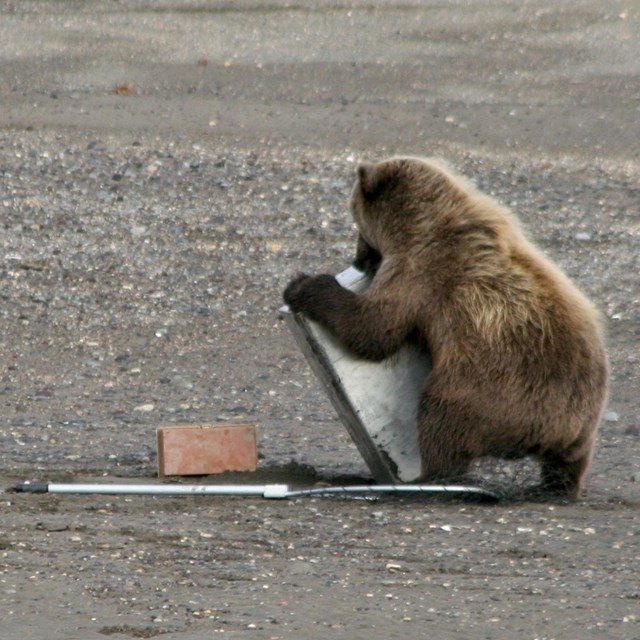 Photo of a small brown bear wrestling with a large metal box designed to store salmon.