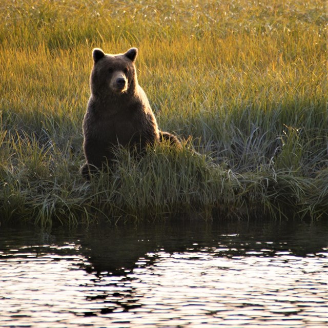 a brown bear sitting on the edge of a river in a sedge medow