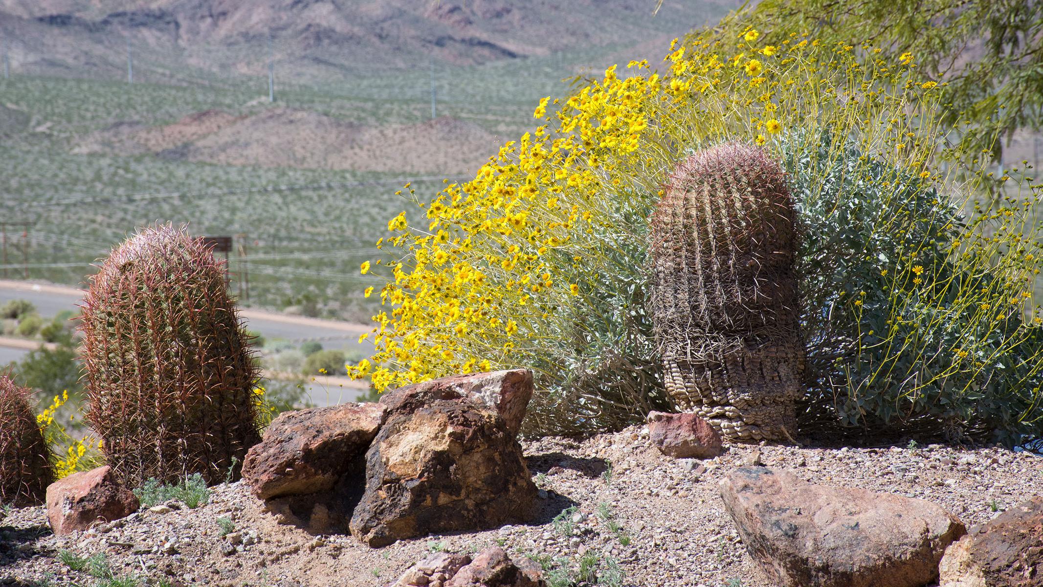 Nature at lake Mead