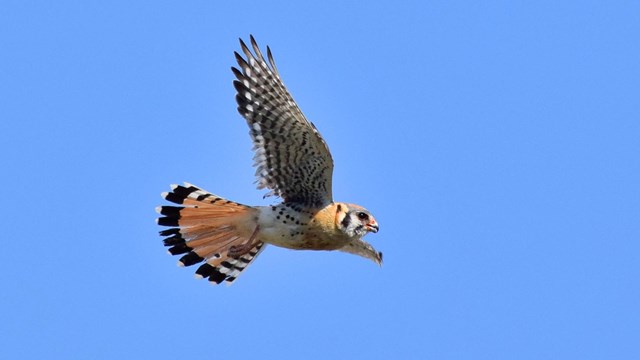 Raptor with a black band at the tips of its tail feathers spreads its wings in front of a blue sky.