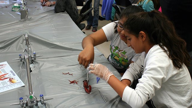 Two girls dissect a crayfish at the Student Science Symposium.