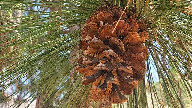 Brown prickly pinecone among long narrow green pine needles.