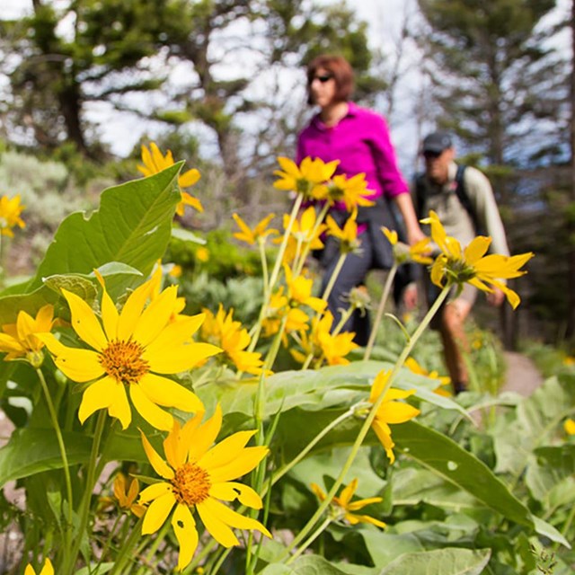 Two people hiking on a trail through pine forest with yellow wildflowers in the foreground.