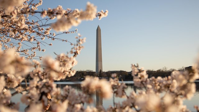Washington Monument surrounded by cherry blossoms.
