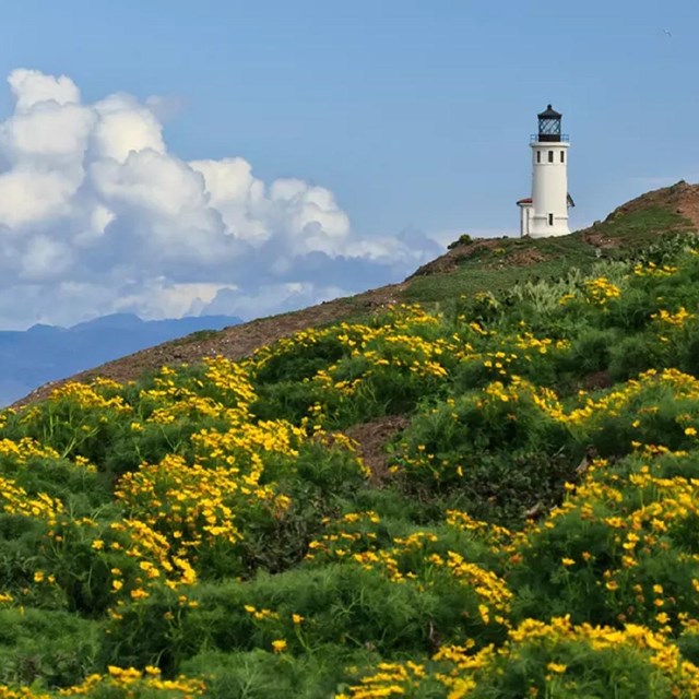 Lighthouse on a mountain covered with green shrubs