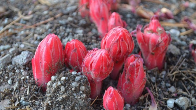 Snow plant emerging from the ground.