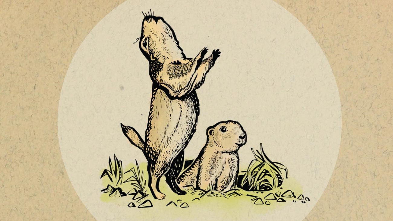 drawing of two prairie dogs. One in a burrow one jumping and calling. 