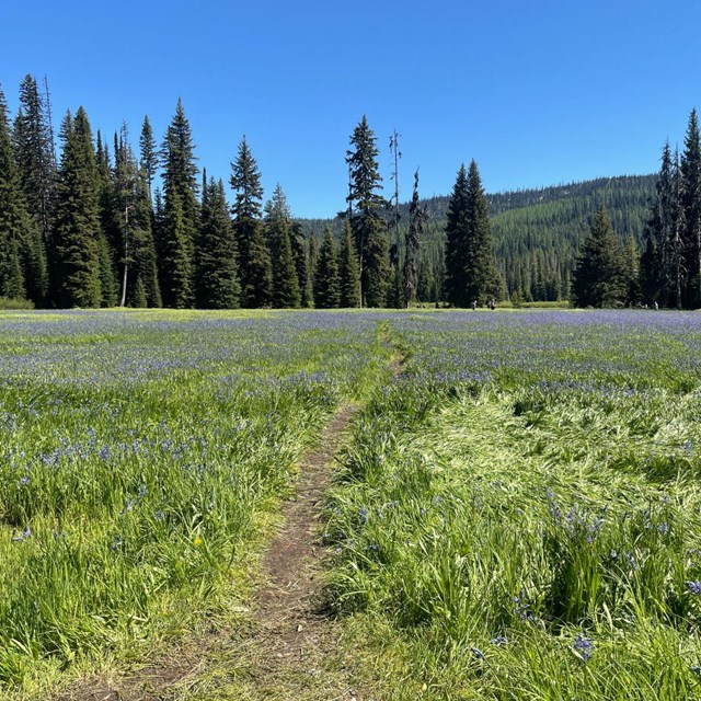 photo of mountain meadow. Green grass is dotted with purple blue flowers. Evergreen trees blue sky