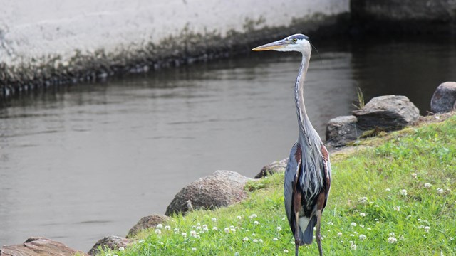 A Great Blue Heron stands tall alongside one of Lowell's canals