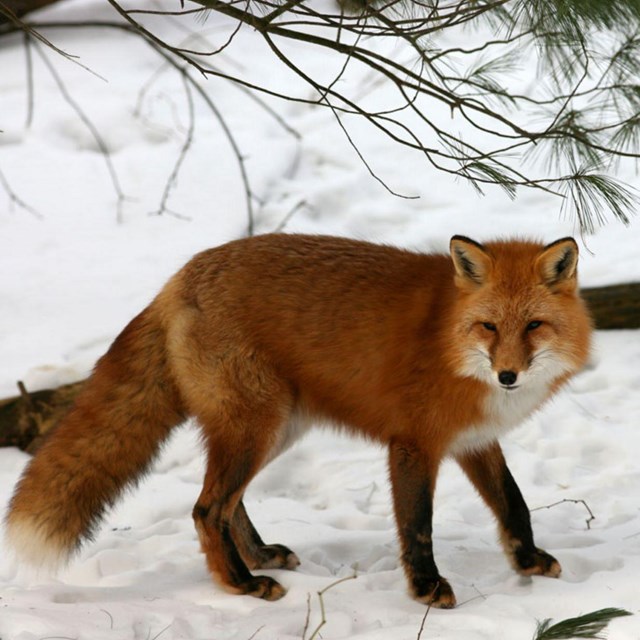 red fox standing in the snow