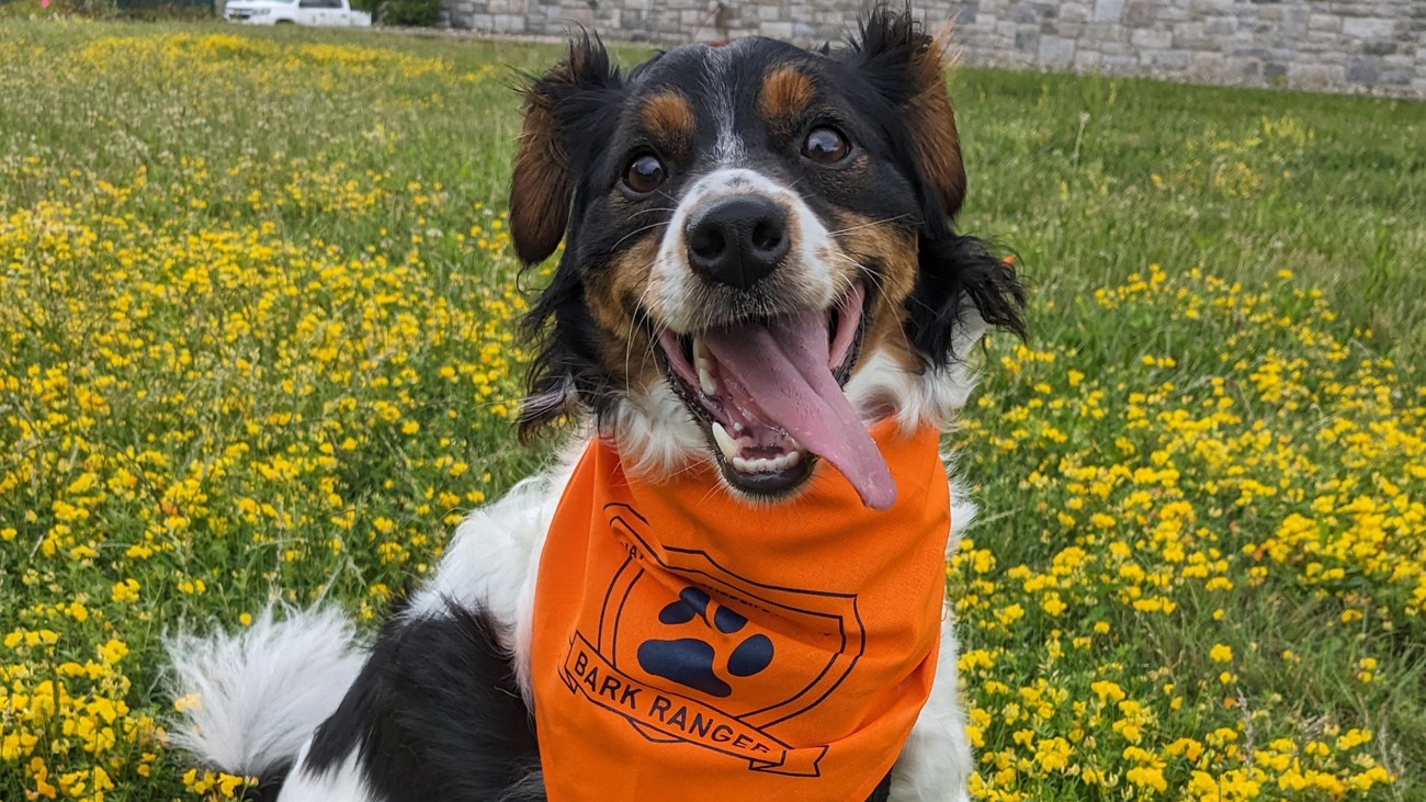 A brown and white dog wearing an orange bandana sits in a field of flowers.