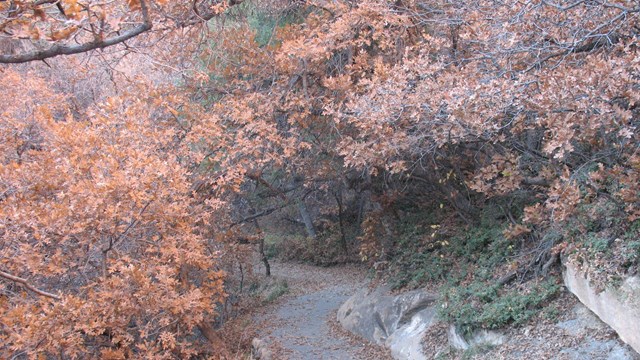 Orange brown leaves of autumn cling to tree limbs which bend across a paved trail.  