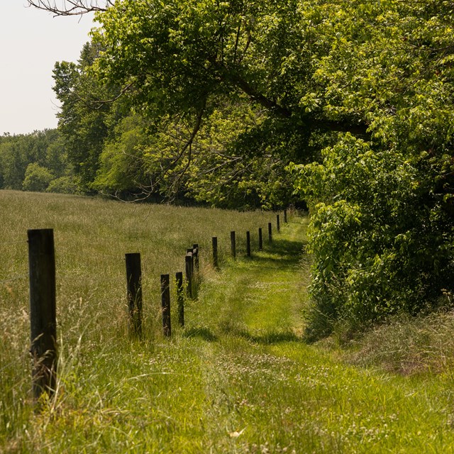 A mowed trail follows a fence line separating a farm field from woods.