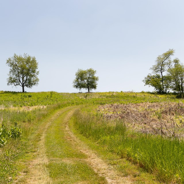 A mowed track leads up a sunny hillside to a horizon sparsely dotted with trees.