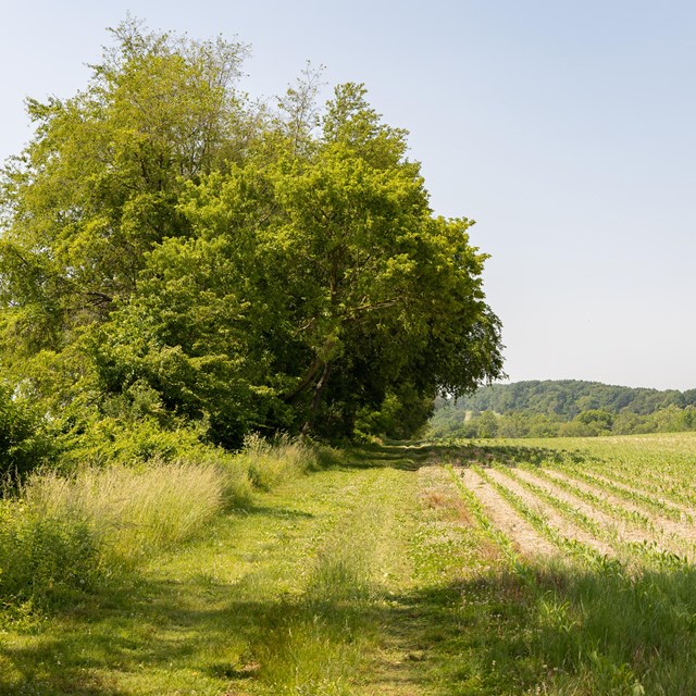 A mowed trail skirts a farm field toward a round tree.