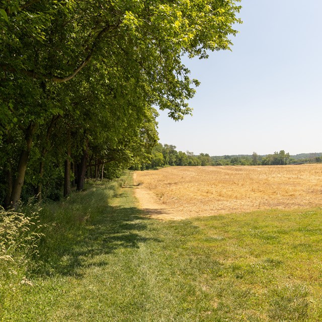 A mowed path on the edge of a wood leads to a farm house on the horizon.