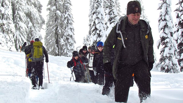 A ranger leads a group of people on snowshoes through a snowy forest. 