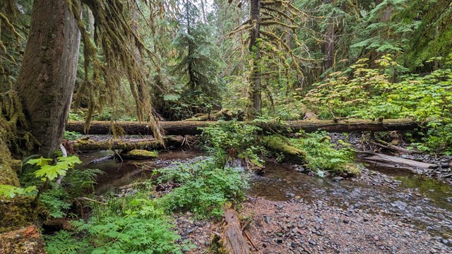 A small creek runs through an extremely dense, green forest.